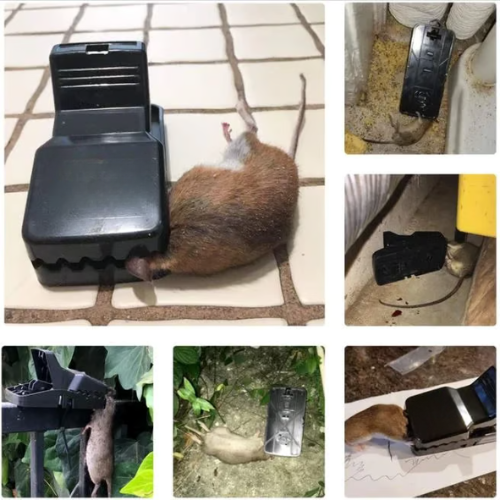 BestSeller™ - Armadilha de Prensar para Ratos – Armadilha Robusta e de Alta Resistência