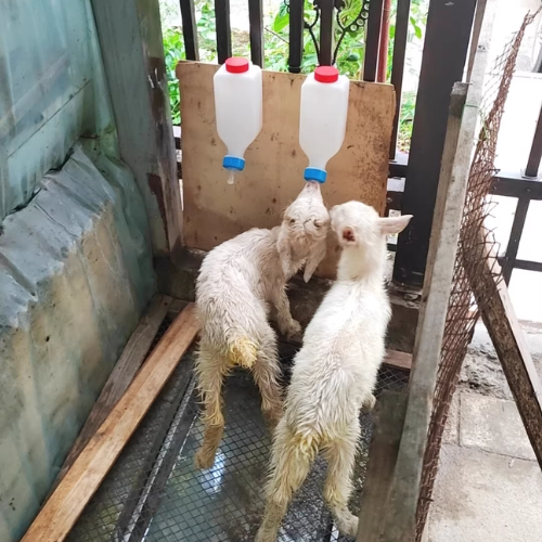 🇵🇹 Biberão Suspenso Automático para Animais Jovens – Tetina Macia em Silicone, Capacidade 800 ml