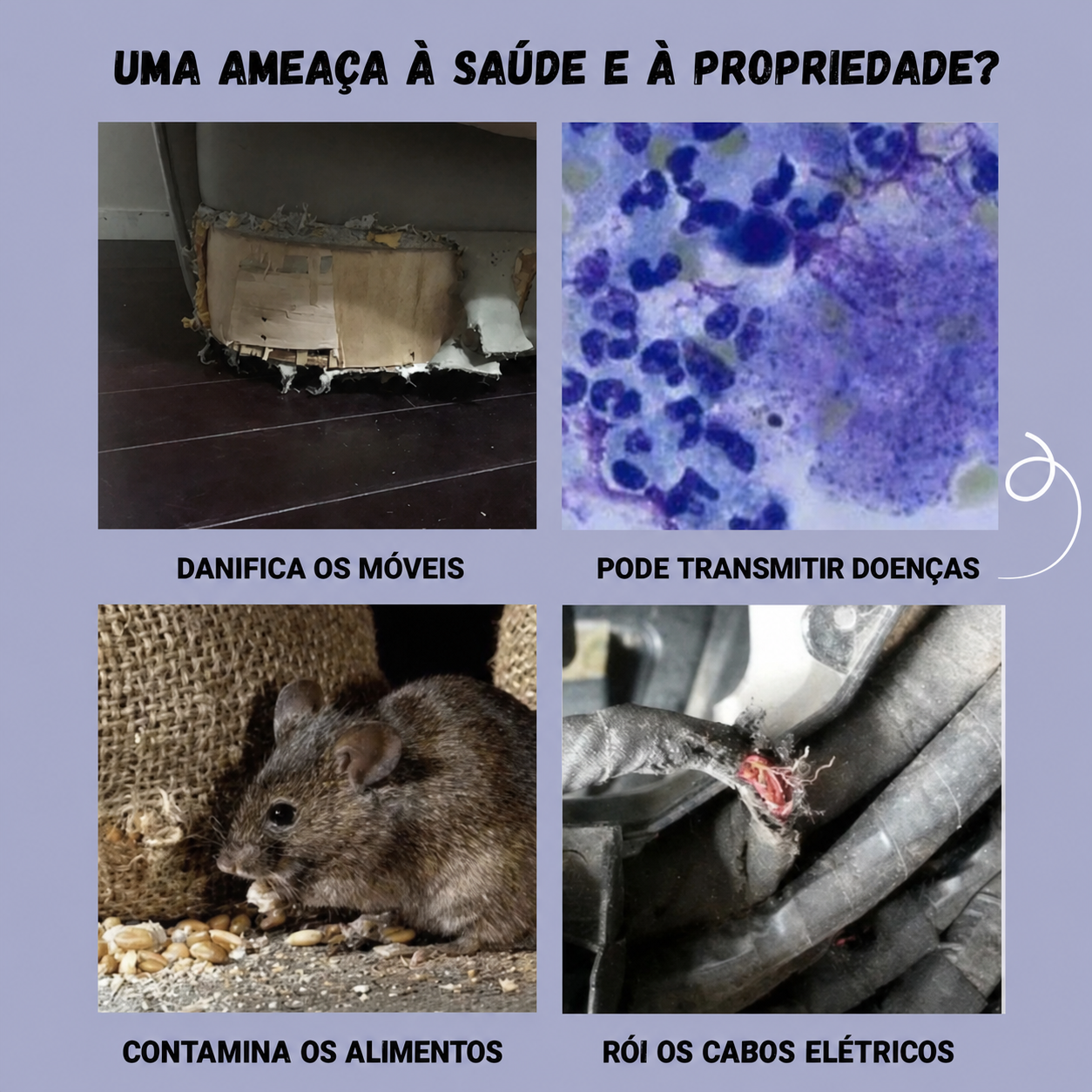 Problemas provocados por uma infestação de roedores