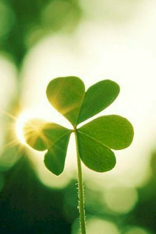 A cabeça de corte tem 6 ramificações em aço inoxidável